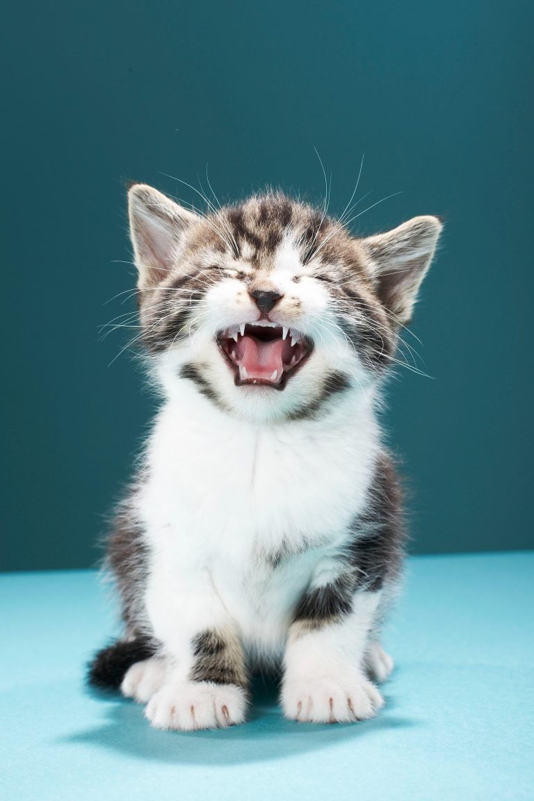 How long does a cat remember its human caregiver and friend when it gets lost